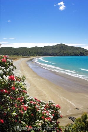 bay;bays;beach;beaches;coast;coastal;coastline;east-cape;east-coast;Eastland;flower;flowers;hicks-bay;Hicks-Bay;new-zealand;north-is.;north-island;ocean;oceans;Onepoto-Bay;pohutukawa;pohutukawa-flower;pohutukawa-flowers;pohutukawa-tree;pohutukawa-trees;pohutukawas;sand;sandy;sea;shore;shoreline;surf;tree;trees;wave;waves