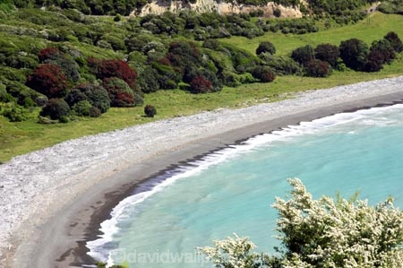 coast;coastal;coastline;east-coast;Eastland;Flower;flowers;leptospermum-scoparium;Manuka;manukas;Maraenui-Lookout;new-zealand;north-is.;north-island;ocean;oceans;sea;shore;shoreline;surf;tea-tree;tea-trees;tea_tree;tea_trees;teatree;teatrees;wave;waves;Whituare-Bay