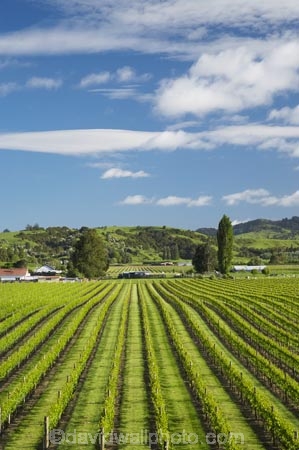agricultural;agriculture;country;countryside;crop;crops;cultivation;Eastland;farm;farming;farmland;farms;field;fields;Gisborne;grape;grapes;grapevine;horticulture;N.I.;N.Z.;New-Zealand;NI;North-Is;North-Is.;North-Island;NZ;row;rows;rural;season;seasonal;seasons;spring;springtime;vine;vines;vineyard;vineyards;vintage;Waipaoa;wine;wineries;winery;wines