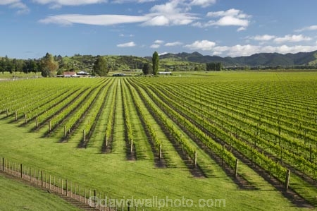 agricultural;agriculture;country;countryside;crop;crops;cultivation;Eastland;farm;farming;farmland;farms;field;fields;Gisborne;grape;grapes;grapevine;horticulture;N.I.;N.Z.;New-Zealand;NI;North-Is;North-Is.;North-Island;NZ;row;rows;rural;season;seasonal;seasons;spring;springtime;vine;vines;vineyard;vineyards;vintage;Waipaoa;wine;wineries;winery;wines