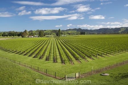 agricultural;agriculture;country;countryside;crop;crops;cultivation;Eastland;farm;farming;farmland;farms;field;fields;Gisborne;grape;grapes;grapevine;horticulture;N.I.;N.Z.;New-Zealand;NI;North-Is;North-Is.;North-Island;NZ;row;rows;rural;season;seasonal;seasons;spring;springtime;vine;vines;vineyard;vineyards;vintage;Waipaoa;wine;wineries;winery;wines