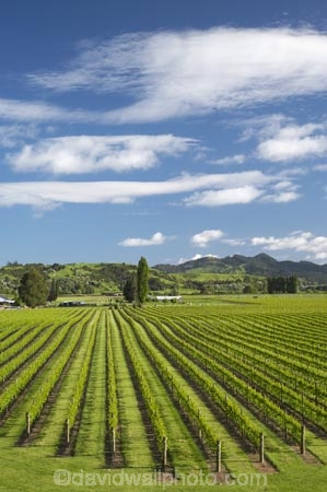 agricultural;agriculture;country;countryside;crop;crops;cultivation;Eastland;farm;farming;farmland;farms;field;fields;Gisborne;grape;grapes;grapevine;horticulture;N.I.;N.Z.;New-Zealand;NI;North-Is;North-Is.;North-Island;NZ;row;rows;rural;season;seasonal;seasons;spring;springtime;vine;vines;vineyard;vineyards;vintage;Waipaoa;wine;wineries;winery;wines