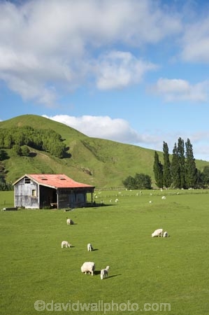 agricultural;agriculture;country;countryside;Eastland;farm;Farm-Building;Farm-Buildings;Farm-Shed;Farm-Sheds;farming;farmland;farms;field;fields;Kowhairau-Farm;lamb;lambs;meadow;meadows;N.I.;N.Z.;New-Zealand;NI;North-Is;North-Is.;North-Island;NZ;Old-Farm-Building;old-railway-shed;paddock;paddocks;pasture;pastures;rural;season;seasonal;seasons;sheep;Sheep-Shed;Sheep-Sheds;spring;springtime;State-Highway-2;State-Highway-Two;stock;Te-Karaka;Wool-Sheds;woolshed;woolsheds