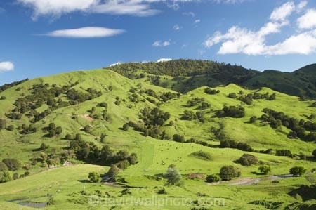 agricultural;agriculture;country;countryside;Eastland;farm;farming;farmland;farms;field;fields;meadow;meadows;N.I.;N.Z.;New-Zealand;NI;North-Is;North-Is.;North-Island;NZ;Otoko-Track;Otoko-Walkway;paddock;paddocks;pasture;pastures;rural;season;seasonal;seasons;spring;springtime;Te-Karaka;Waihuka-River;Waihuka-River-Valley