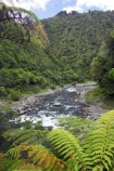 black-tree-fern;black-tree-ferns;brook;brooks;creek;creeks;Eastern-Bay-of-Plenty;fern;ferns;flora;forest;forestry;forests;green;lush;mamaku;native-bush;new-zealand;north-is.;north-island;outdoor;outdoors;ponga;punga;pungas;river;rivers;stream;streams;tree-fern;tree-ferns;undergrowth;Waioeka-Gorge;waioeka-river;watercourse