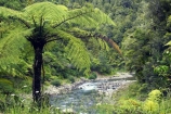 black-tree-fern;black-tree-ferns;brook;brooks;creek;creeks;Eastern-Bay-of-Plenty;fern;ferns;flora;forest;forestry;forests;green;lush;mamaku;native-bush;new-zealand;north-is.;north-island;outdoor;outdoors;ponga;punga;pungas;river;rivers;stream;streams;tree-fern;tree-ferns;undergrowth;Waioeka-Gorge;waioeka-river;watercourse