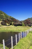 agricultural;agriculture;country;countryside;crop;crops;east-cape;east-coast;eastland;farm;farming;farmland;farms;fence;fenceline;fencelines;fences;field;fields;flower;flowers;hill;hills;horticulture;meadow;meadows;metrosideros-excelsa;new-zealand;north-is.;north-island;paddock;paddocks;pasture;pastures;pohutakawa;pohutakawas;pohutukawa;pohutukawa-flower;pohutukawa-flowers;pohutukawa-tree;pohutukawa-trees;pohutukawas;pond;ponds;rural;tree;trees