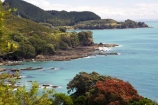 coast;coastal;coastline;east-cape;east-coast;flower;flowers;metrosideros-excelsa;new-zealand;north-is.;north-island;ocean;oceans;plant;plants;pohutakawa;pohutakawas;pohutukawa;pohutukawa-flower;pohutukawa-flowers;pohutukawa-tree;pohutukawa-trees;pohutukawas;sea;shore;shoreline;surf;tree;trees;wave;waves;Whitianga-Bay