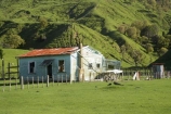 abandon;abandoned;agricultural;agriculture;castaway;character;country;countryside;derelict;Derelict-House;dereliction;deserted;desolate;desolation;destruction;Eastland;farm;farming;Farmland;farms;field;fields;Kowhairau-Farm;meadow;meadows;N.I.;N.Z.;neglect;neglected;New-Zealand;NI;North-Is;North-Is.;North-Island;NZ;old;old-fashioned;old_fashioned;paddock;paddocks;pasture;pastures;ruin;ruins;run-down;rural;rustic;State-Highway-2;State-Highway-Two;Te-Karaka;vintage
