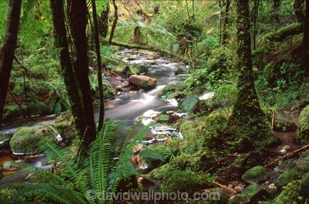 alive;beautiful;beauty;brook;brooks;bubbling;bush;creek;creeks;dripping;fern;ferns;fiordland-national-park;forest;forestry;forests;green;hike;hikes;hiking;lush;majestic;middle-earth;moss;mosses;natural;nature;rain-forest;rain-forests;rain_forest;rain_forests;rainforest;rainsforests;scene;scenic;south-west;southland;stream;streams;te-wahipounamu-south_west-new;tramp;tramping;tramps;verdant;walk;walking;walks;water