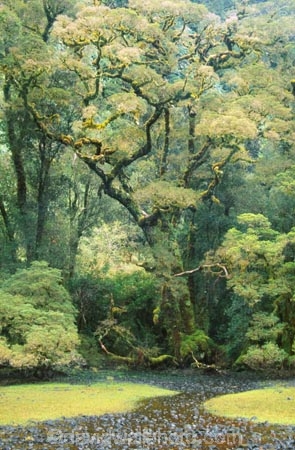 alive;beautiful;beauty;Beech-Forest;Bradshaw-Sound;bush;dripping;endemic;fern;ferns;Fiordland;fiordland-national-park;forest;forestry;forests;green;lush;majestic;middle-earth;moss;mosses;native;native-bush;natives;natural;nature;New-Zealand;Nothofagus;Precipice-Cove;rain-forest;rain-forests;rain_forest;rain_forests;rainforest;rainforests;rainsforests;scene;scenic;South-Island;south-west;south_west-new-zealand;southern-beeches;southland;stream;streams;te-wahipounamu;timber;tramp;tramping;tramps;tree;tree-trunk;tree-trunks;trees;trunk;trunks;verdant;water;wood;woods;world-hertitage-area