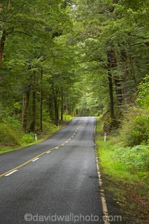 beautiful;beauty;Beech-Forest;bush;centre-line;centre-lines;centre_line;centre_lines;centreline;centrelines;driving;endemic;fiordland;Fiordland-N.P;fiordland-national-park;Fiordland-NP;forest;forests;glade;green;highway;highways;lush;milford-road;n.z.;national-park;National-parks;native;native-bush;natives;natural;nature;new-zealand;no-overtaking-line;no-overtaking-lines;no-passing-line;no-passing-lines;no_overtaking-line;no_overtaking-lines;no_passing-line;no_passing-lines;Nothofagus;nz;open-road;open-roads;rain-forest;rain-forests;rain_forest;rain_forests;rainforest;rainforests;road;road-trip;roads;S.I.;scene;scenic;SI;South-Island;South-West-New-Zealand-World-Her;southern-beeches;Southland;straight;te-wahipounamu;te-wahipounamu-south_west-new;timber;transport;transportation;travel;traveling;travelling;tree;tree-trunk;tree-trunks;trees;trip;trunk;trunks;verdant;wood;woods;world-heirtage-site;world-heritage-area;yellow-line;yellow-lines