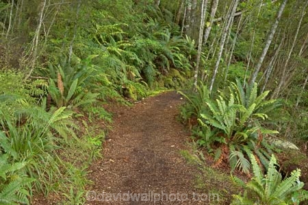 beautiful;beauty;Beech-Forest;Blechnum-discolor;bush;Crown-Fern;endemic;fern;ferns;fiordland;Fiordland-N.P;fiordland-national-park;Fiordland-NP;forest;forests;frond;fronds;great-walks;green;high;hiking;hiking-track;hiking-tracks;Kepler-Track;n.z.;national-park;National-parks;native;native-bush;natives;natural;nature;new-zealand;Nothofagus;nz;Puipui;rain-forest;rain-forests;rain_forest;rain_forests;rainforest;rainforests;S.I.;scene;scenic;SI;South-Island;South-West-New-Zealand-World-Her;southern-beeches;Southland;te-wahipounamu;te-wahipounamu-south_west-new;track;tracks;tramping;tramping-track;tree;trees;trek;treking;trekking;walking;walking-track;walking-tracks;wood;woods;world-heirtage-site;world-heritage-area