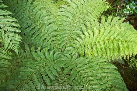 100;9423;bush;cyathea;fern;ferns;fiordland;Fiordland-N.P;Fiordland-National-Park;Fiordland-NP;forest;frond;fronds;green;island;N.Z.;national-park;National-parks;native-bush;native-forest;new;new-zealand;NZ;pattern;patterns;plant;plants;ponga;pongas;punga;pungas;S.I.;SI;south;South-Is.;South-Island;south-west-new-zealand-world-her;Southland;te-wahipounamu;te-wahipounamu-south_west-new;tree-fern;tree-ferns;World-Heritage-Area;World-Heritage-Site;zealand