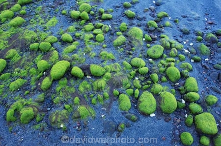 fiordland;Fiordland-N.P;Fiordland-National-Park;Fiordland-NP;green;island;kb1a5444;Low-Tide;Milford-Sound;N.Z.;national-park;National-parks;new;new-zealand;NZ;pattern;S.I.;Seaweed;SI;south;South-Is.;South-Island;south-west-new-zealand-world-her;Southland;Stones;te-wahipounamu;te-wahipounamu-south_west-new;World-Heritage-Area;World-Heritage-Site;zealand