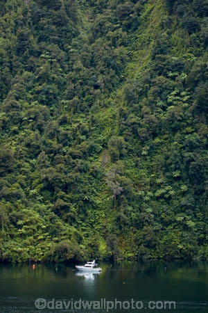 boat;boats;bush;cruiser;cruisers;Deep-Cove;Doubtful-Sound;fiord;Fiordland;Fiordland-N.P.;Fiordland-National-Park;Fiordland-NP;fiords;fjord;fjords;forest;forests;N.Z.;national-park;national-parks;native-bush;native-forest;native-forests;native-tree;native-trees;native-woods;natural;nature;New-Zealand;NZ;Patea;pleasure-boat;pleasure-boats;pleasure-craft;power-boat;power-boats;S.I.;SI;South-IS;South-Island;Southland;Sth-Is;Te-Waipounamu;Te-Waipounamu-World-Heritage-Site;tree;trees;UN-world-heritage-area;UN-world-heritage-site;UNESCO-World-Heritage-area;UNESCO-World-Heritage-Site;united-nations-world-heritage-area;united-nations-world-heritage-site;water-craft;wood;woods;world-heritage;world-heritage-area;world-heritage-areas;World-Heritage-Park;World-Heritage-site;World-Heritage-Sites