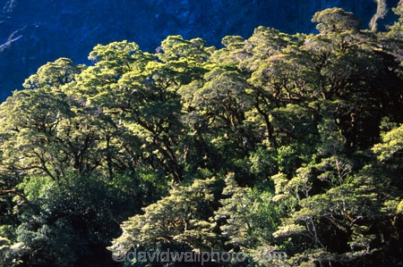 bush;endemic;forests;native;natives;New-Zealand;Nothofagus;southern-beeches;timber;tree;trees;wood