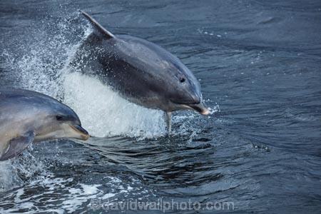 Bottlenose-Dolphin;Bottlenose-Dolphins;dolphin;dolphins;Doubtful-Sound;eco-tourism;eco_tourism;ecotourism;fiord;Fiordland;Fiordland-N.P.;Fiordland-National-Park;Fiordland-NP;fiords;fjord;fjords;jump;jumping;jumps;leap;leaping;leaps;mammal;mammals;marine;marine-mammal;marine-mammals;N.Z.;national-park;national-parks;natural;nature;New-Zealand;NZ;Patea;S.I.;sea;SI;South-IS;South-Island;Southland;splash;Sth-Is;Te-Waipounamu;Te-Waipounamu-World-Heritage-Site;Tursiops-truncatus;UN-world-heritage-area;UN-world-heritage-site;UNESCO-World-Heritage-area;UNESCO-World-Heritage-Site;united-nations-world-heritage-area;united-nations-world-heritage-site;wildlife;world-heritage;world-heritage-area;world-heritage-areas;World-Heritage-Park;World-Heritage-site;World-Heritage-Sites