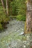 beautiful;beauty;Beech-Forest;brook;brooks;bush;clean;clear;creek;creeks;endemic;fern;ferns;fiordland;Fiordland-N.P;fiordland-national-park;Fiordland-NP;flora;flow;forest;forestry;forests;green;lush;milford-road;n.z.;national-park;National-parks;native;native-bush;natives;natural;nature;new-zealand;Nothofagus;nz;outdoor;outdoors;pure;rain-forest;rain-forests;rain_forest;rain_forests;rainforest;rainforests;S.I.;scene;scenic;SI;South-Island;South-West-New-Zealand-World-Her;southern-beeches;Southland;stream;streams;te-wahipounamu;te-wahipounamu-south_west-new;tree;tree-trunk;tree-trunks;trees;trunk;trunks;undergrowth;water;watercourse;wet;wood;woods;world-heirtage-site;world-heritage-area