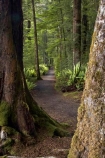 beautiful;beauty;Beech-Forest;Blechnum-discolor;bush;Crown-Fern;endemic;fern;ferns;fiordland;Fiordland-N.P;fiordland-national-park;Fiordland-NP;forest;forests;frond;fronds;great-walks;green;high;hiking;hiking-track;hiking-tracks;Kepler-Track;n.z.;national-park;National-parks;native;native-bush;natives;natural;nature;new-zealand;Nothofagus;nz;Puipui;rain-forest;rain-forests;rain_forest;rain_forests;rainforest;rainforests;S.I.;scene;scenic;SI;South-Island;South-West-New-Zealand-World-Her;southern-beeches;Southland;te-wahipounamu;te-wahipounamu-south_west-new;track;tracks;tramping;tramping-track;tree;trees;trek;treking;trekking;walking;walking-track;walking-tracks;wood;wooding-tracks;woods;world-heirtage-site;world-heritage-area