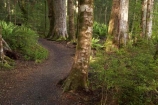 beautiful;beauty;Beech-Forest;bush;endemic;fiordland;Fiordland-N.P;fiordland-national-park;Fiordland-NP;forest;forests;great-walks;green;high;hiking;hiking-track;hiking-tracks;Kepler-Track;n.z.;national-park;National-parks;native;native-bush;natives;natural;nature;new-zealand;Nothofagus;nz;rain-forest;rain-forests;rain_forest;rain_forests;rainforest;rainforests;S.I.;scene;scenic;SI;South-Island;South-West-New-Zealand-World-Her;southern-beeches;Southland;te-wahipounamu;te-wahipounamu-south_west-new;track;tracks;tramping;tramping-track;tree;trees;trek;treking;trekking;walking;walking-track;walking-tracks;wood;woods;world-heirtage-site;world-heritage-area