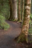 beautiful;beauty;Beech-Forest;bush;endemic;fiordland;Fiordland-N.P;fiordland-national-park;Fiordland-NP;forest;forests;great-walks;green;high;hiking;hiking-track;hiking-tracks;Kepler-Track;n.z.;national-park;National-parks;native;native-bush;natives;natural;nature;new-zealand;Nothofagus;nz;rain-forest;rain-forests;rain_forest;rain_forests;rainforest;rainforests;S.I.;scene;scenic;SI;South-Island;South-West-New-Zealand-World-Her;southern-beeches;Southland;te-wahipounamu;te-wahipounamu-south_west-new;track;tracks;tramping;tramping-track;tree;trees;trek;treking;trekking;walking;walking-track;walking-tracks;wood;woods;world-heirtage-site;world-heritage-area