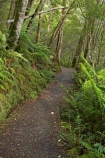 beautiful;beauty;Beech-Forest;bush;endemic;fiordland;Fiordland-N.P;fiordland-national-park;Fiordland-NP;forest;forests;great-walks;green;high;hiking;hiking-track;hiking-tracks;Kepler-Track;n.z.;national-park;National-parks;native;native-bush;natives;natural;nature;new-zealand;Nothofagus;nz;rain-forest;rain-forests;rain_forest;rain_forests;rainforest;rainforests;S.I.;scene;scenic;SI;South-Island;South-West-New-Zealand-World-Her;southern-beeches;Southland;te-wahipounamu;te-wahipounamu-south_west-new;track;tracks;tramping;tramping-track;tree;treeping-track;trees;trek;treking;trekking;walking;walking-track;walking-tracks;wood;woods;world-heirtage-site;world-heritage-area