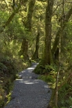 beautiful;beauty;Beech-Forest;bush;endemic;fiordland;Fiordland-N.P;Fiordland-National-Park;Fiordland-NP;forest;forests;green;hike;hiking;hiking-track;hiking-tracks;Hollyford-Valley;island;kb1a5937;N.Z.;national-park;National-parks;native;native-bush;native-forest;natives;natural;nature;new;new-zealand;Nothofagus;NZ;rain-forest;rain-forests;rain_forest;rain_forests;rainforest;rainforests;S.I.;scene;scenic;SI;south;South-Is.;South-Island;south-west-new-zealand-world-her;southern-beeches;Southland;te-wahipounamu;te-wahipounamu-south_west-new;timber;Track-to-Lake-Marian;tramp;tramping;tramping-tack;tramping-tacks;tree;tree-trunk;tree-trunks;trees;trek;treking;trekking;trunk;trunks;walk;walking;walking-track;walking-tracks;wood;woods;World-Heritage-Area;World-Heritage-Site;zealand