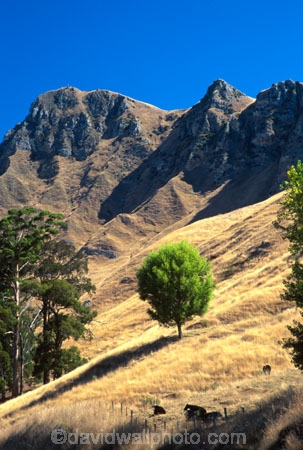 grass;rural;countryside;pastoral;field;fields;meadow;meadows;wire;wires;slope;tree;bush;peaks;hills;mountains;nature