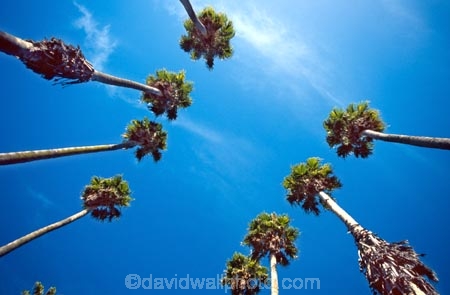 patterns;palms;canopy;organised;trunks;trunk;up;ski;leaves;tree;squares
