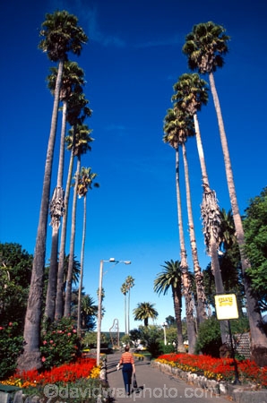 patterns;palms;canopy;organised;trunks;trunk;up;ski;leaves;tree;squares;tree_lined;tree-lined;garden;gardens;person;tourist;tourism;organised;structured
