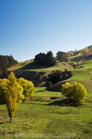 agricultural;agriculture;autuminal;autumn;autumn-colour;autumn-colours;autumnal;color;colors;colour;colours;country;countryside;deciduous;Esk-Valley;fall;farm;farming;farmland;farms;field;fields;Hawkes-Bay;leaf;leaves;meadow;meadows;N.I.;N.Z.;near-Napier;New-Zealand;NI;North-Island;NZ;paddock;paddocks;pasture;pastures;poplar;poplar-tree;poplar-trees;poplars;rural;season;seasonal;seasons;tree;trees;willow;willow-tree;willow-trees;willows