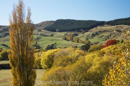 agricultural;agriculture;autuminal;autumn;autumn-colour;autumn-colours;autumnal;color;colors;colour;colours;country;countryside;deciduous;Esk-Valley;fall;farm;farming;farmland;farms;field;fields;Hawkes-Bay;leaf;leaves;meadow;meadows;N.I.;N.Z.;near-Napier;New-Zealand;NI;North-Island;NZ;paddock;paddocks;pasture;pastures;poplar;poplar-tree;poplar-trees;poplars;rural;season;seasonal;seasons;tree;trees;willow;willow-tree;willow-trees;willows