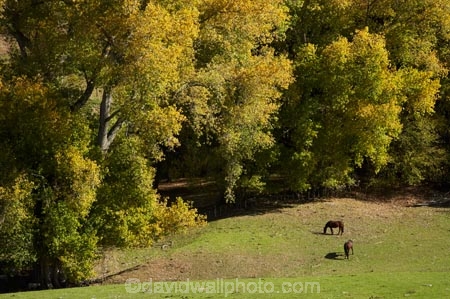 agricultural;agriculture;autuminal;autumn;autumn-colour;autumn-colours;autumnal;color;colors;colour;colours;country;countryside;deciduous;Esk-Valley;fall;farm;farming;farmland;farms;field;fields;Hawkes-Bay;leaf;leaves;meadow;meadows;N.I.;N.Z.;near-Napier;New-Zealand;NI;North-Island;NZ;paddock;paddocks;pasture;pastures;rural;season;seasonal;seasons;tree;trees;willow;willow-tree;willow-trees;willows