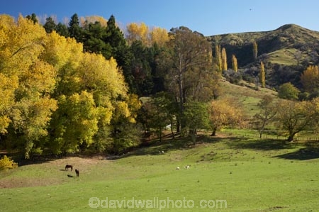 agricultural;agriculture;autuminal;autumn;autumn-colour;autumn-colours;autumnal;color;colors;colour;colours;country;countryside;deciduous;Esk-Valley;fall;farm;farming;farmland;farms;field;fields;Hawkes-Bay;leaf;leaves;meadow;meadows;N.I.;N.Z.;near-Napier;New-Zealand;NI;North-Island;NZ;paddock;paddocks;pasture;pastures;rural;season;seasonal;seasons;tree;trees;willow;willow-tree;willow-trees;willows