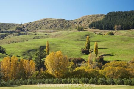 agricultural;agriculture;autuminal;autumn;autumn-colour;autumn-colours;autumnal;color;colors;colour;colours;country;countryside;deciduous;Esk-Valley;fall;farm;farming;farmland;farms;field;fields;Hawkes-Bay;leaf;leaves;meadow;meadows;N.I.;N.Z.;near-Napier;New-Zealand;NI;North-Island;NZ;paddock;paddocks;pasture;pastures;poplar;poplar-tree;poplar-trees;poplars;rural;season;seasonal;seasons;tree;trees;willow;willow-tree;willow-trees;willows