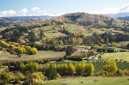 agricultural;agriculture;autuminal;autumn;autumn-colour;autumn-colours;autumnal;color;colors;colour;colours;country;countryside;deciduous;Esk-Valley;fall;farm;farming;farmland;farms;field;fields;Hawkes-Bay;leaf;leaves;meadow;meadows;N.I.;N.Z.;near-Napier;New-Zealand;NI;North-Island;NZ;paddock;paddocks;pasture;pastures;rural;season;seasonal;seasons;tree;trees