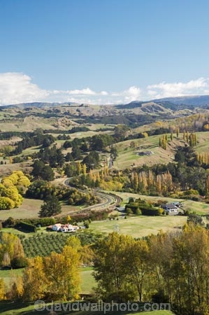 agricultural;agriculture;autuminal;autumn;autumn-colour;autumn-colours;autumnal;color;colors;colour;colours;country;countryside;deciduous;Esk-Valley;fall;farm;farming;farmland;farms;field;fields;Hawkes-Bay;leaf;leaves;meadow;meadows;N.I.;N.Z.;near-Napier;New-Zealand;NI;North-Island;NZ;paddock;paddocks;pasture;pastures;rural;season;seasonal;seasons;tree;trees