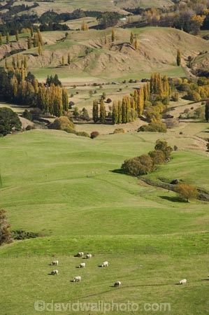 agricultural;agriculture;autuminal;autumn;autumn-colour;autumn-colours;autumnal;color;colors;colour;colours;country;countryside;deciduous;Esk-Valley;fall;farm;farming;farmland;farms;field;fields;Hawkes-Bay;leaf;leaves;meadow;meadows;N.I.;N.Z.;near-Napier;New-Zealand;NI;North-Island;NZ;paddock;paddocks;pasture;pastures;rural;season;seasonal;seasons;sheep;stock;tree;trees