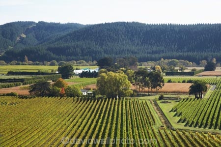 agricultural;agriculture;country;countryside;crop;crops;cultivation;Eskdale;farm;farming;farmland;farms;field;fields;grape;grapes;grapevine;Hawkes-Bay;horticulture;N.I.;N.Z.;Napier;New-Zealand;NI;North-Island;NZ;row;rows;rural;vine;vines;vineyard;vineyards;vintage;wine;wineries;winery;wines