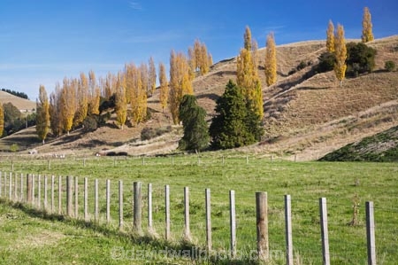 agricultural;agriculture;autuminal;autumn;autumn-colour;autumn-colours;autumnal;Bay-View;color;colors;colour;colours;country;countryside;deciduous;fall;farm;farming;farmland;farms;fence;fence-line;fence-lines;fence_line;fence_lines;fenceline;fencelines;fences;field;fields;Hawkes-Bay;meadow;meadows;N.I.;N.Z.;Napier;New-Zealand;NI;North-Island;NZ;paddock;paddocks;pasture;pastures;poplar;poplar-tree;poplar-trees;poplars;rural;season;seasonal;seasons;tree;trees