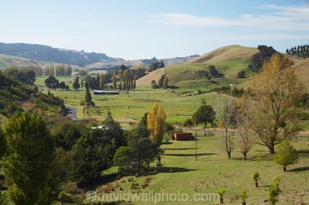 agricultural;agriculture;autuminal;autumn;autumn-colour;autumn-colours;autumnal;Bay-View;color;colors;colour;colours;country;countryside;deciduous;fall;farm;farming;farmland;farms;field;fields;Hawkes-Bay;meadow;meadows;N.I.;N.Z.;Napier;New-Zealand;NI;North-Island;NZ;paddock;paddocks;pasture;pastures;rural;season;seasonal;seasons;tree;trees