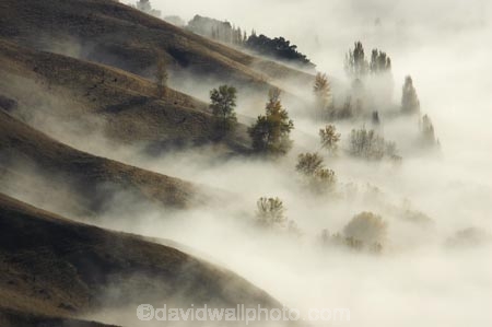 break-of-day;dawn;dawning;daybreak;first-light;fog;foggy;fogs;Hawkes-Bay;mist;mists;misty;morning;N.I.;N.Z.;New-Zealand;NI;North-Island;NZ;pattern;ridge;ridgeline;ridgelines;ridges;Te-Mata-Peak;view;views