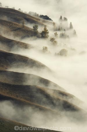 break-of-day;dawn;dawning;daybreak;first-light;fog;foggy;fogs;Hawkes-Bay;mist;mists;misty;morning;N.I.;N.Z.;New-Zealand;NI;North-Island;NZ;pattern;ridge;ridgeline;ridgelines;ridges;Te-Mata-Peak;view;views
