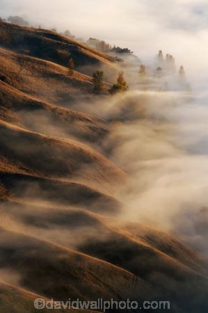 break-of-day;dawn;dawning;daybreak;first-light;fog;foggy;fogs;Hawkes-Bay;mist;mists;misty;morning;N.I.;N.Z.;New-Zealand;NI;North-Island;NZ;pattern;ridge;ridgeline;ridgelines;ridges;Te-Mata-Peak;view;views