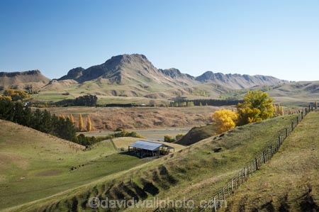 agricultural;agriculture;autuminal;autumn;autumn-colour;autumn-colours;autumnal;color;colors;colour;colours;country;countryside;deciduous;fall;farm;Farm-Building;Farm-Buildings;Farm-Shed;Farm-Sheds;farming;farmland;farms;fence;fence-line;fence-lines;fence_line;fence_lines;fenceline;fencelines;fences;field;fields;Hawkes-Bay;meadow;meadows;N.I.;N.Z.;New-Zealand;NI;North-Island;NZ;paddock;paddocks;pasture;pastures;rural;season;seasonal;seasons;Sheep-Shed;Sheep-Sheds;Te-Mata-Peak;tree;trees;Tukituki-Valley