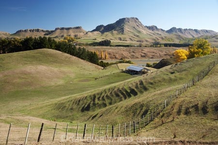 agricultural;agriculture;autuminal;autumn;autumn-colour;autumn-colours;autumnal;color;colors;colour;colours;country;countryside;deciduous;fall;farm;Farm-Building;Farm-Buildings;Farm-Shed;Farm-Sheds;farming;farmland;farms;fence;fence-line;fence-lines;fence_line;fence_lines;fenceline;fencelines;fences;field;fields;Hawkes-Bay;meadow;meadows;N.I.;N.Z.;New-Zealand;NI;North-Island;NZ;paddock;paddocks;pasture;pastures;rural;season;seasonal;seasons;Sheep-Shed;Sheep-Sheds;Te-Mata-Peak;tree;trees;Tukituki-Valley