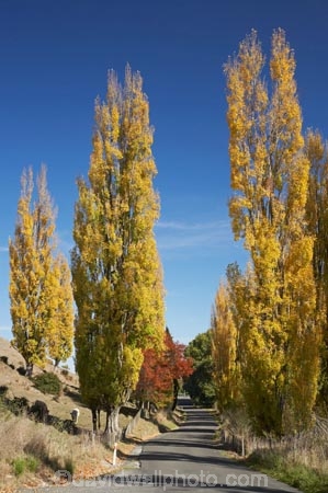 autuminal;autumn;autumn-colour;autumn-colours;autumnal;avenue;avenues;color;colors;colour;colours;deciduous;driving;fall;Hawkes-Bay;leaf;leaves;N.I.;N.Z.;New-Zealand;NI;North-Island;NZ;poplar;poplar-tree;poplar-trees;poplars;road;roads;season;seasonal;seasons;travel;traveling;travelling;tree;trees;Tukituki-Road;Tukituki-Valley