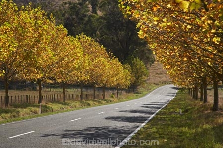 autuminal;autumn;autumn-colour;autumn-colours;autumnal;avenue;avenues;color;colors;colour;colours;deciduous;driving;fall;Hawkes-Bay;highway;highways;leaf;leaves;N.I.;N.Z.;New-Zealand;NI;North-Island;NZ;open-road;open-roads;poplar;poplar-tree;poplar-trees;poplars;road;road-trip;roads;season;seasonal;seasons;straight;transport;transportation;travel;traveling;travelling;tree;trees;trip;Tukituki-Valley;Waimarama-Road