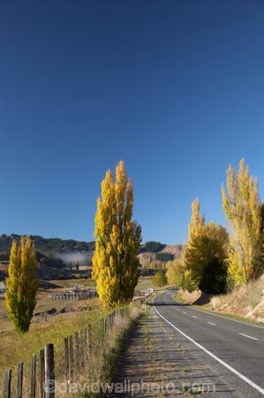 autuminal;autumn;autumn-colour;autumn-colours;autumnal;color;colors;colour;colours;deciduous;driving;fall;Hawkes-Bay;highway;highways;leaf;leaves;N.I.;N.Z.;New-Zealand;NI;North-Island;NZ;open-road;open-roads;poplar;poplar-tree;poplar-trees;poplars;road;road-trip;roads;season;seasonal;seasons;transport;transportation;travel;traveling;travelling;tree;trees;trip;Tukituki-Valley;Waimarama-Road